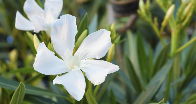 Restore your oleander to its natural beauty.