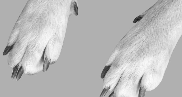 Preserve your pet's paw prints with plaster of Paris.