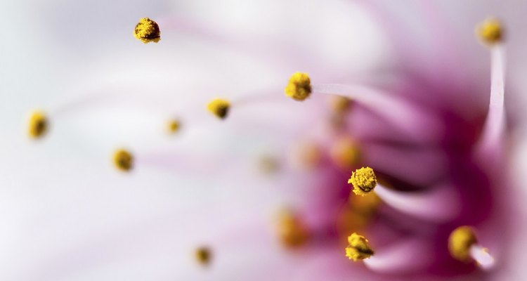Pollen from flowers.
