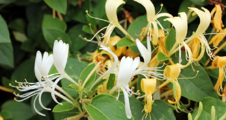 Lonicera sempervirens mixes well with other vines.