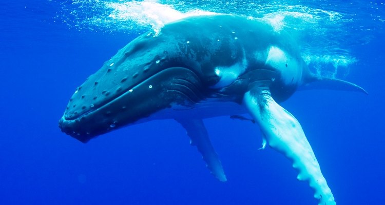 Baleias flutuam na água sem problemas, apesar do peso