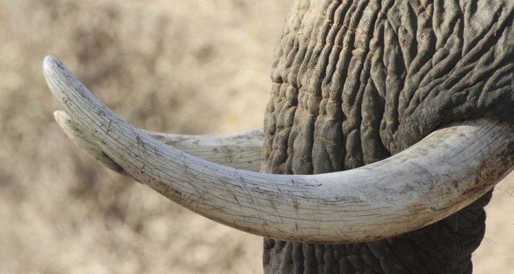 Ivory carvings are heavily regulated.