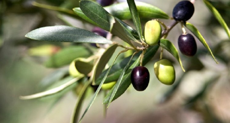 Distressed olive trees require prompt treatment to return them to health.