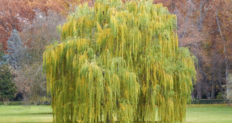 The graceful weeping willow is a deciduous tree.