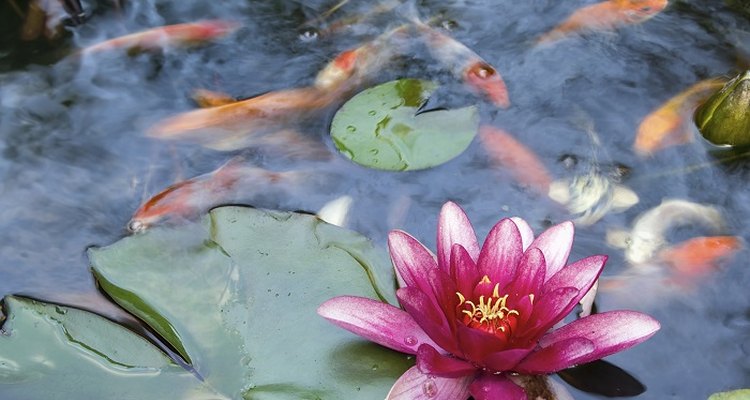 Avoid overfeeding fish to keep pond water clean.