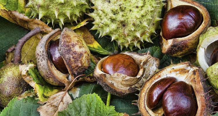 Use conkers to make Viking soap.