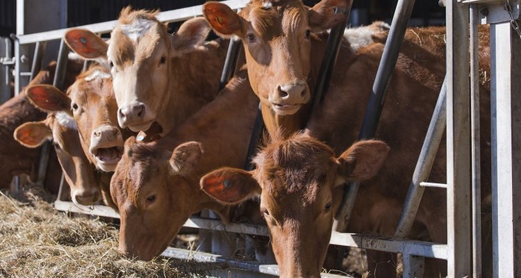Farmers can move cattle with a homemade prod.
