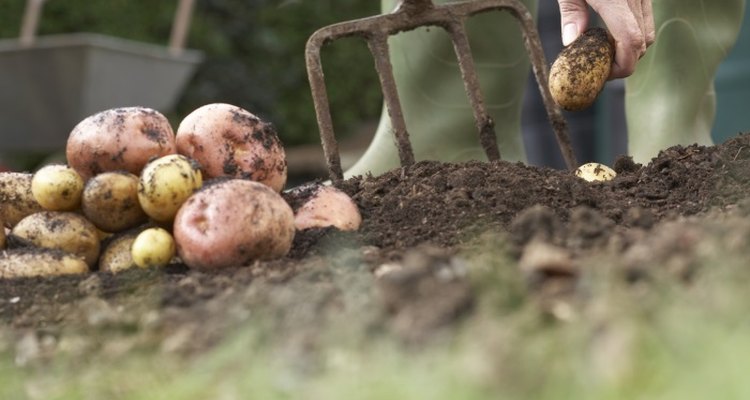 Potatoes are easy to grow and emerge from the soil rapidly in the home garden.