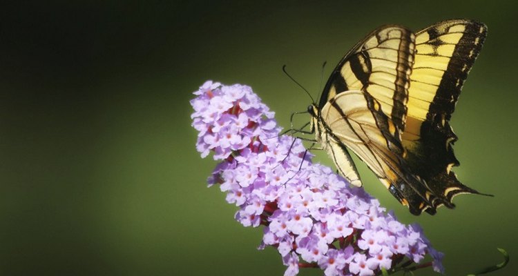 Dwarf buddleia attracts butterflies and birds.