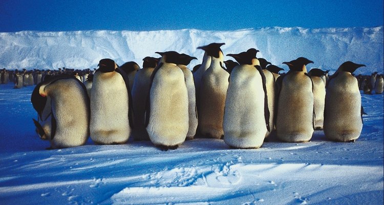 A bright orange beak and feet will complete your penguin look.