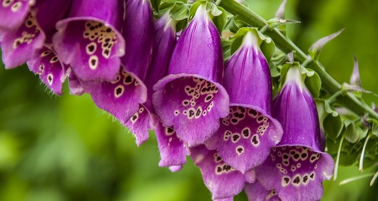 Add colour to your flowerbeds by planting foxgloves.