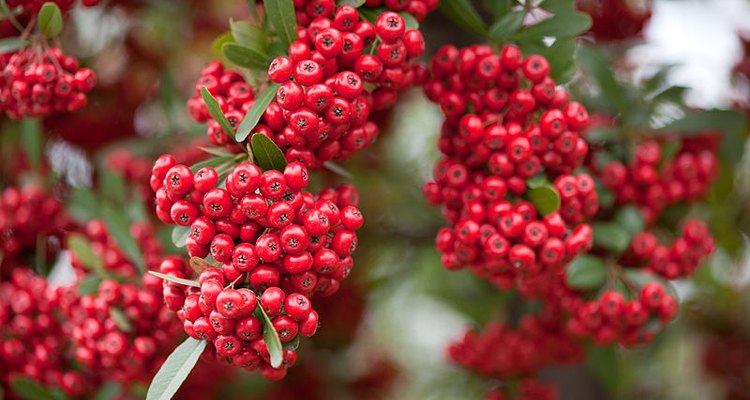Pyracantha's common name is
