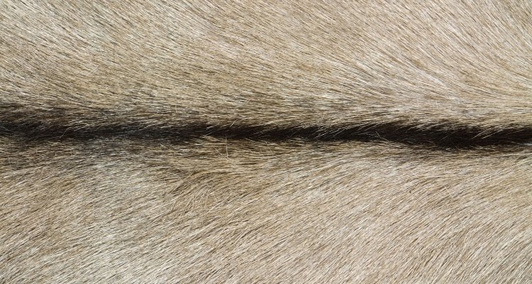 Goats and goatskin leather have the reputation of being tough.