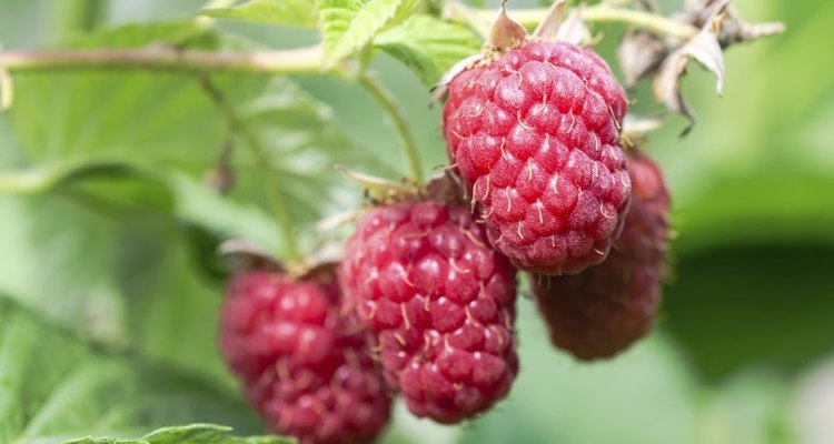 Raspberry bushes are vulnerable to a range of diseases and parasites.