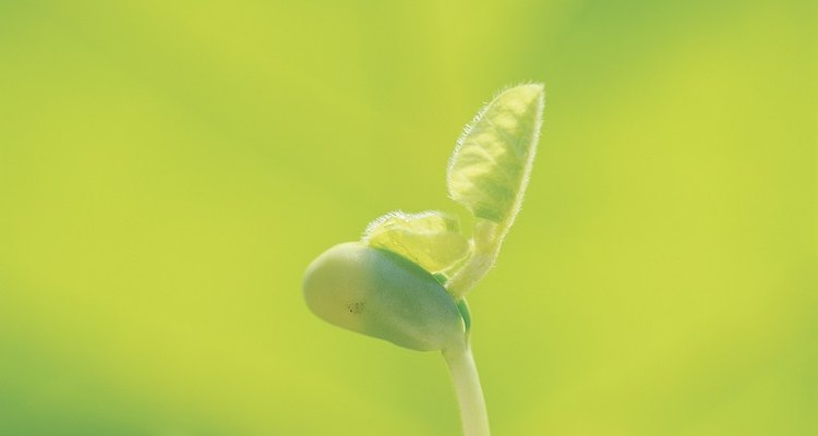 Move your sprouting bean to a pot or the garden after starting it in cotton wool.