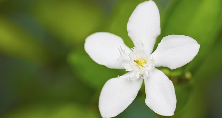 Sweetly scented white flower clusters make up the stephanotis plant.