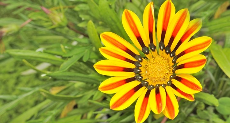 Gazanias are low-growing but feature large flowers in spring and summer.