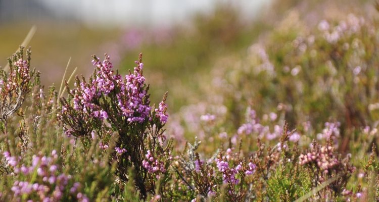 Wild heathers are managed by burning, grazing and mowing.