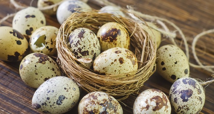 Quail Eggs are Speckled