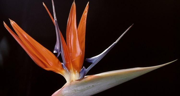 Bird of paradise can be grown in the UK, but must be protected from the cold.