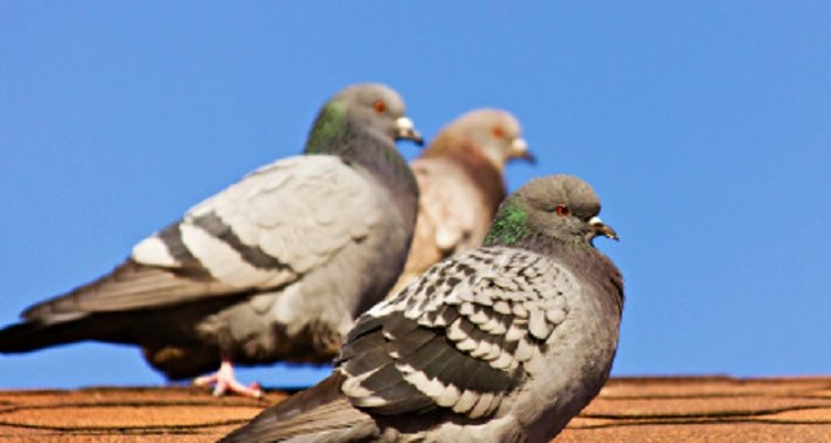 You'll have to use a combination of approaches to rid your house of pigeons.