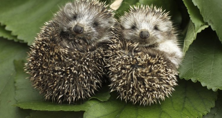 Hedgehogs are known for their sharp quills.