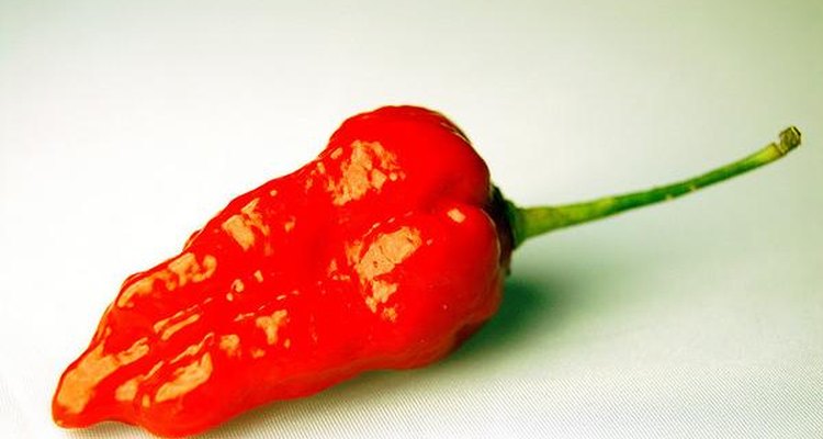 El Bhut Jolikia es la guindilla más picante del mundo.