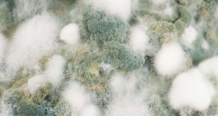 Mould forms in damp, warm conditions.
