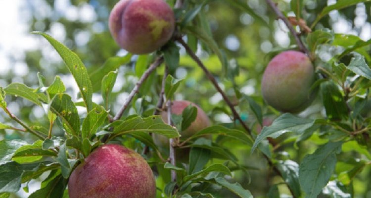 Plum trees can be identified by their leaves even if they aren't bearing fruit.