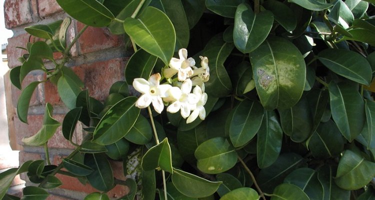 Stephanotis requires a trellis or wire frame on which to grow.