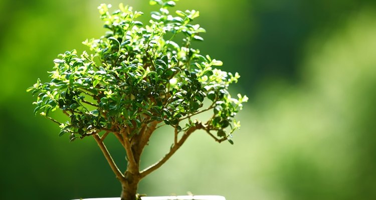 Bonsai trees are miniature versions of larger trees.