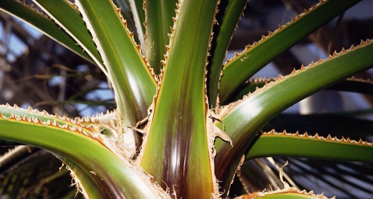 Soothing aloe vera can help reduce the pain of friction burns.