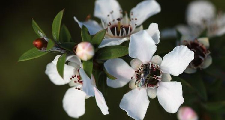 El arbusto manuka, símbolo de Nueva Zelanda.