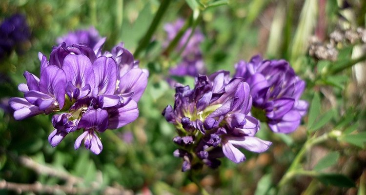Wallflowers don't require much work from the gardener.