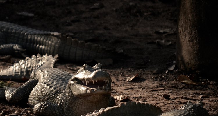 Espécies nativas fazem parte do zoológico de Cuiabá