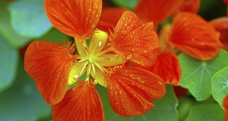 As well as being attractive to look at, nasturtiums are edible.