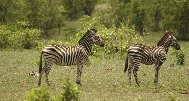 Natural habitats allow animals to feel at home and are very informative for the public.