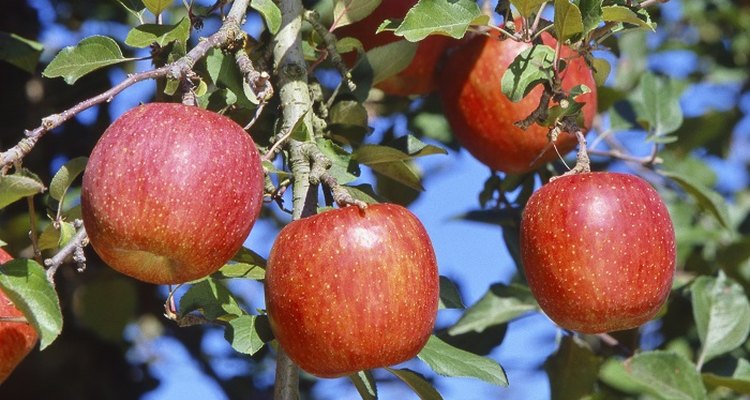 Grow your own pink lady apples from seed.