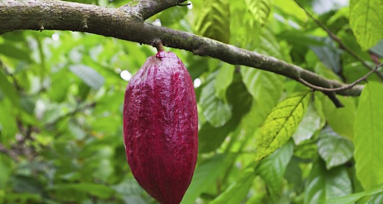 The cocoa bean tree, also known as the cacao plant, with its distinctive purple pods.