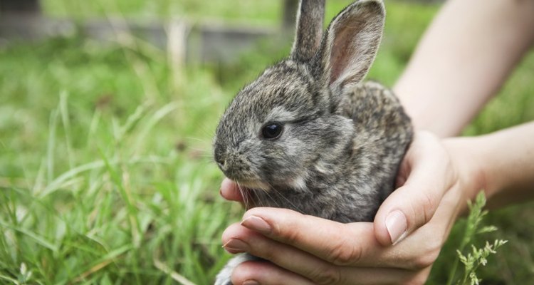 Guessing the colours of newborn baby rabbits is a fun challenge.