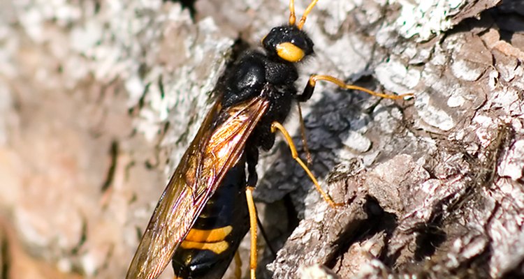 The horntail wasp.