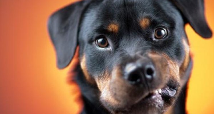 El rottweiler es una raza de pelo corto.