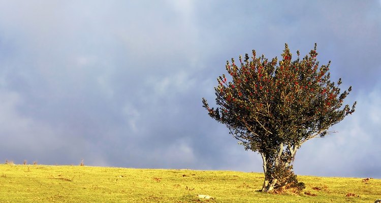 Hollies may be small, deciduous shrubs or large, evergreen trees.