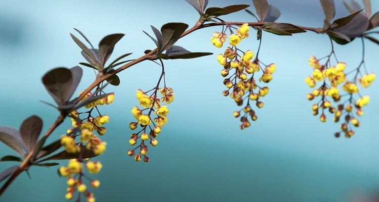 The berberis produces attractive yellow blooms in spring.