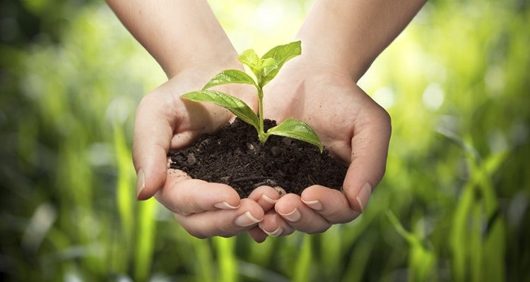It's possible to grow quite a few plants in a small garden, even if your budget is small as well.