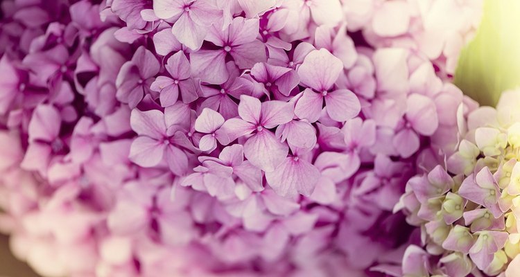 Hydrangeas bear their flowers in natural bouquets.