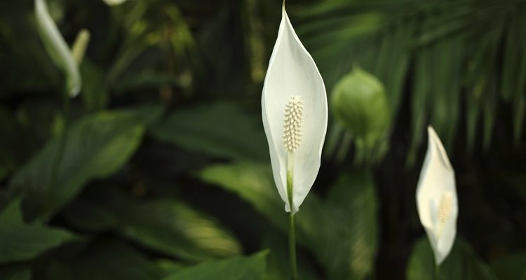 A Peace Lilly can help reduce humidity at home