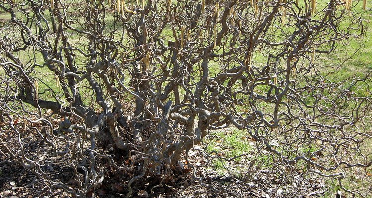 The corkscrew hazel gets its name from its twisted branches.