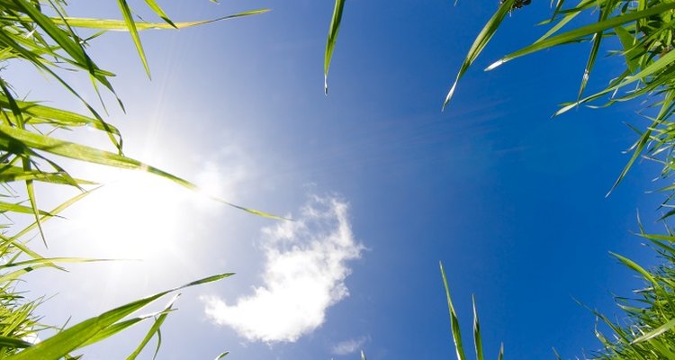 Longer, greener grass is healthier grass.