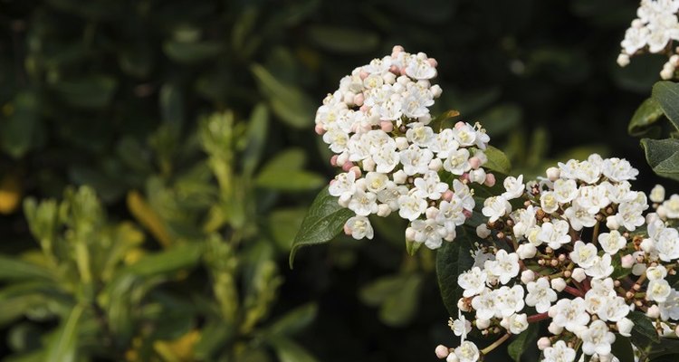 Viburnum tinus produces small white flowers at the end of the winter.